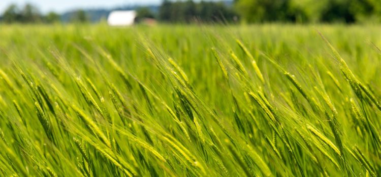 Fresh Wind – Guelph Bible Chapel