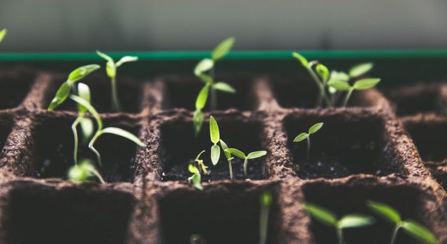 New Families – Grace Bible Chapel