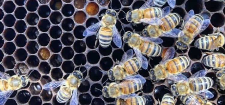 Bees – Forestview Church